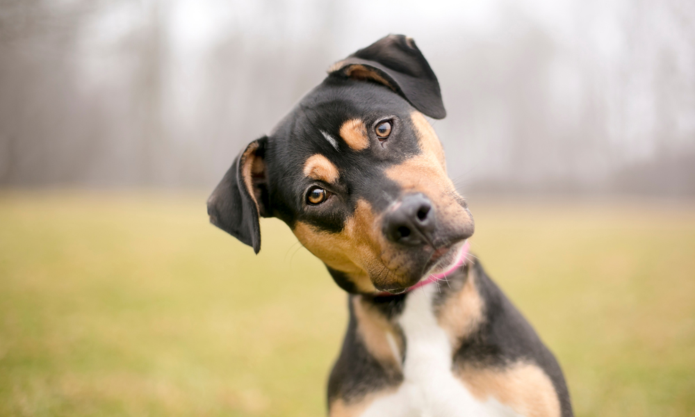 Dog body language: What’s your canine trying to tell you?