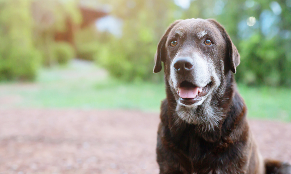 Common health issues in senior dogs that pet parents need to know