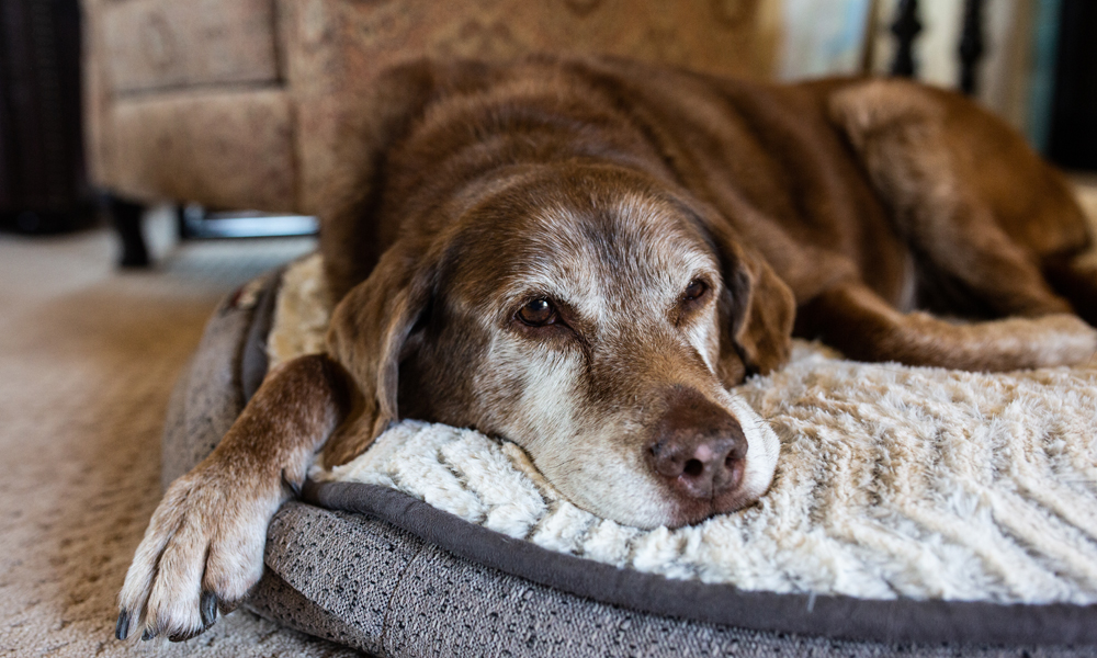 Dog laying sales on stomach