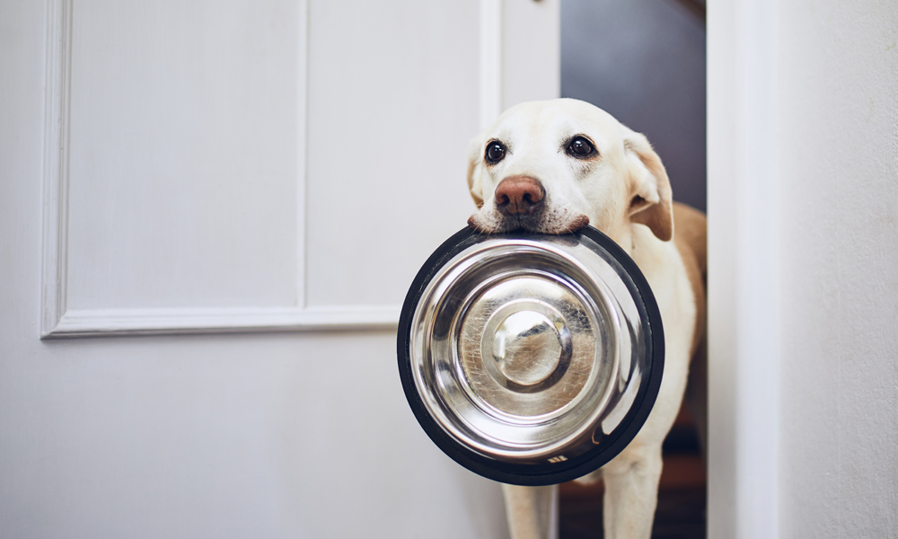 Curious about canines: Does flavor matter to dogs?