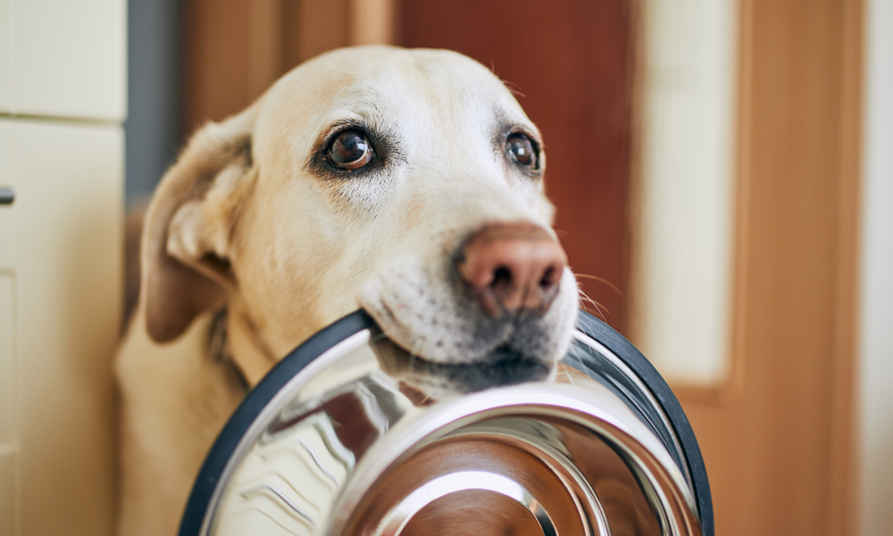 How to choose the best food for your dog: Look for the Good 4 Life system