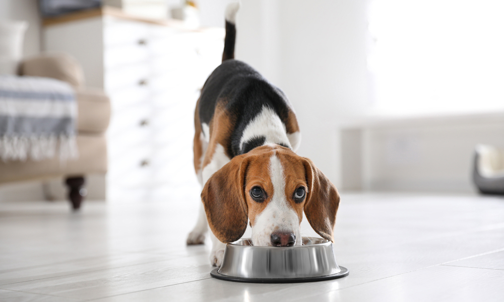 Your guide to rotating your dog’s food