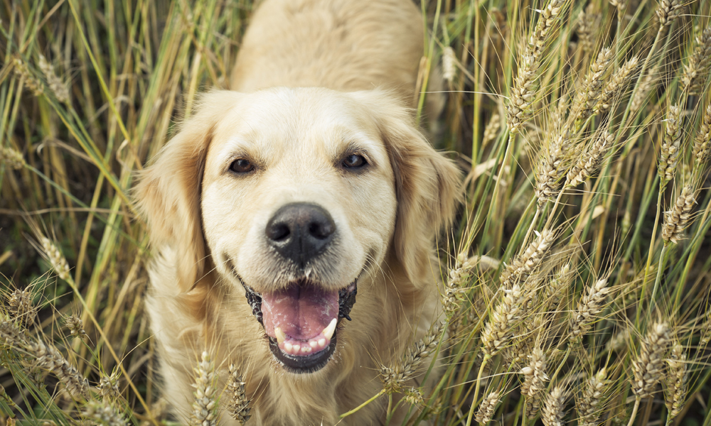 Heirloom grains: Are they nutritional powerhouses for dogs?