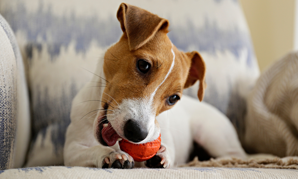 Puppy biting: What makes a pup nip and how to handle it