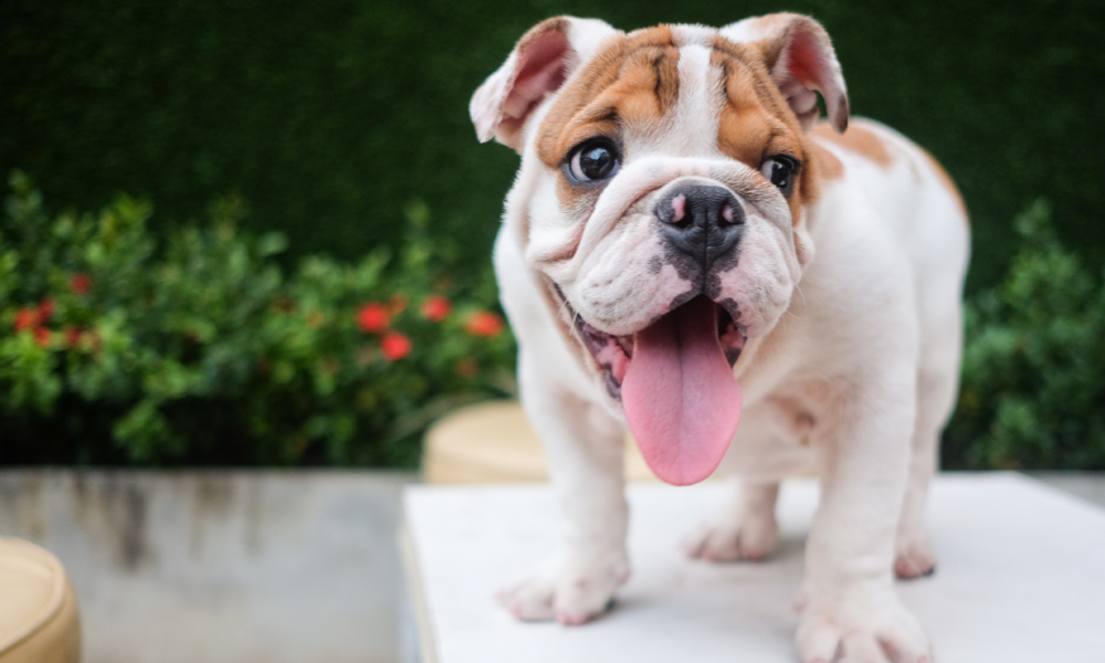 What are bully breeds and where do they come from?
