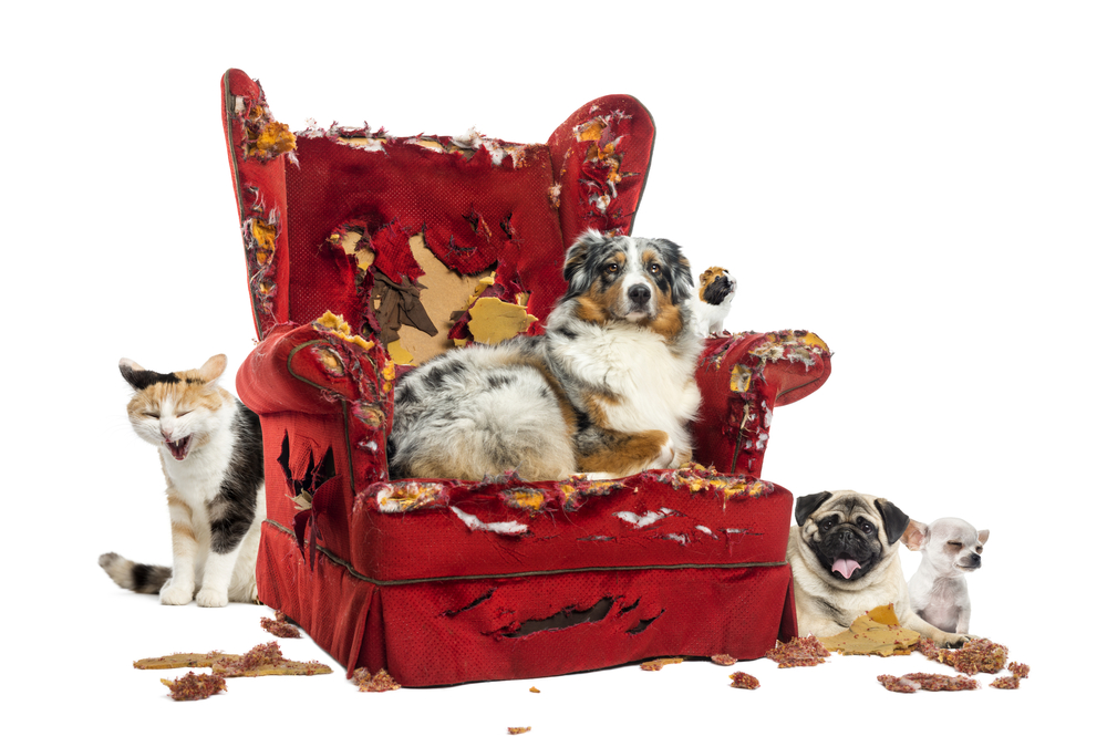 Group of dogs on a destroyed easy chair