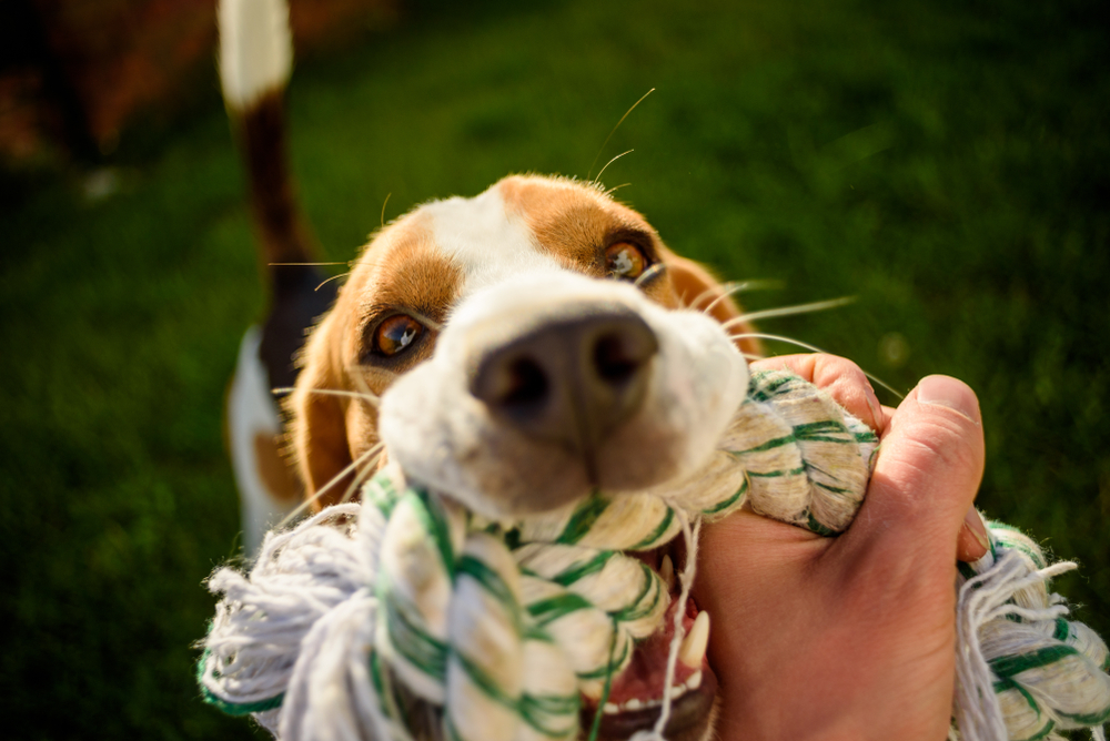 How To Play Tug-Of-War with Your Dog. (Blog #104)