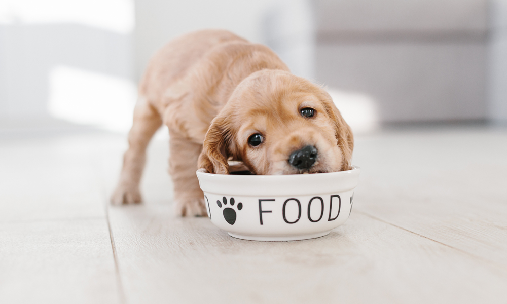 How long should a puppy eat puppy food?