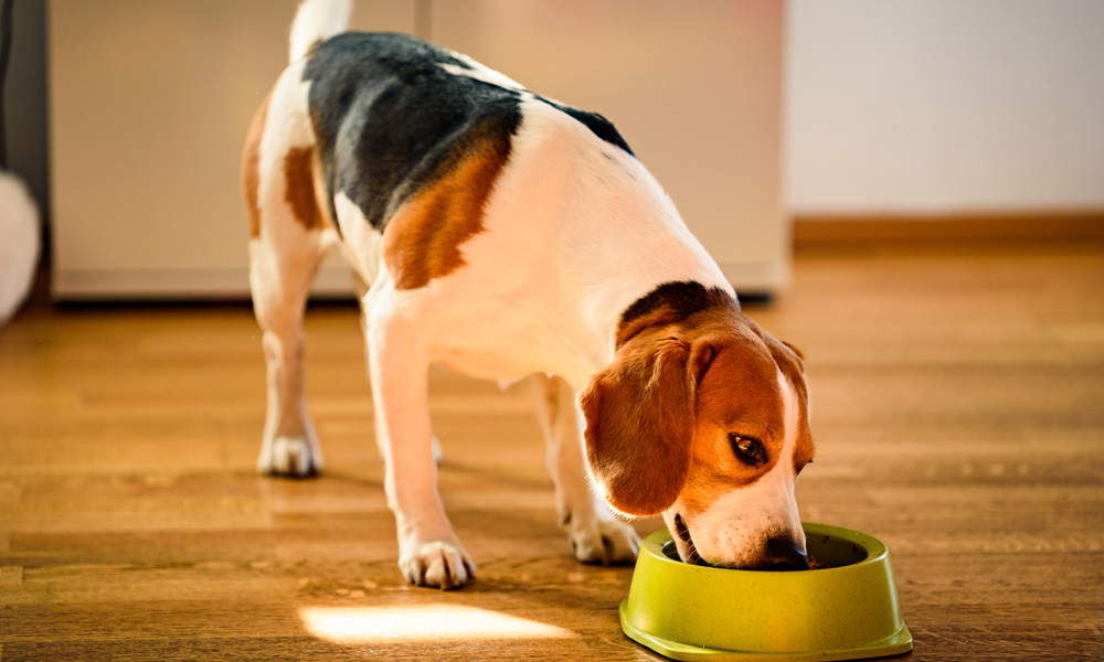 Is wet food good for dogs?