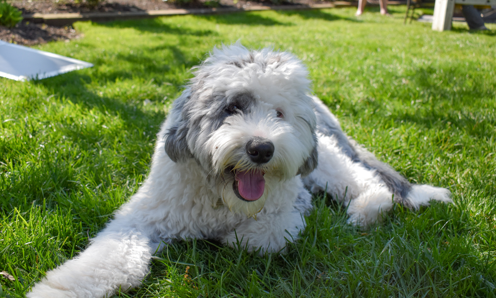 Your guide to Poodle mixes and why they make some of the best dogs around
