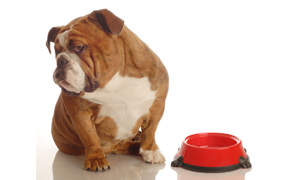 What’s the best dog food for picky eaters?