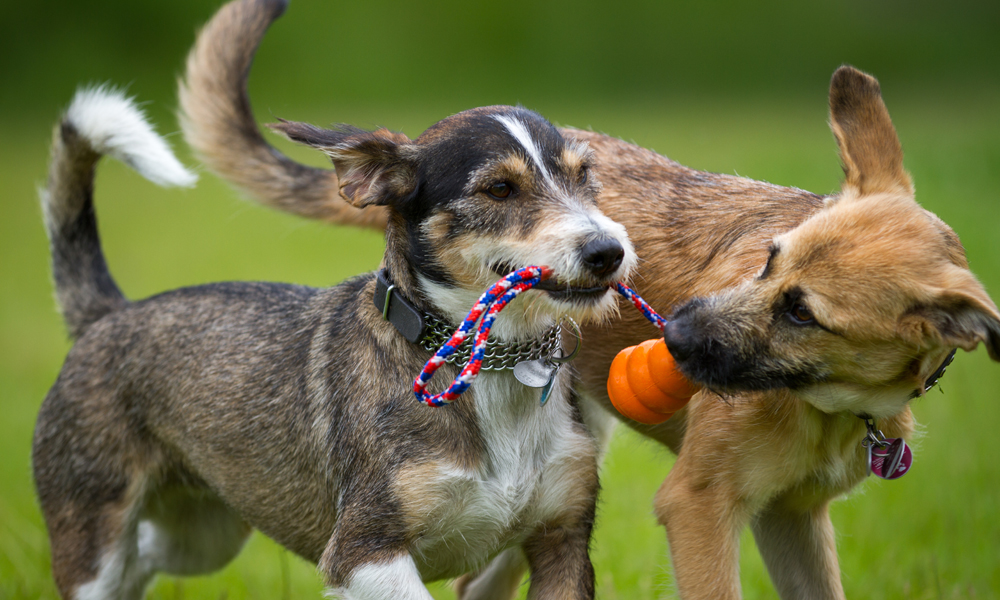 Doggy daycare: 7 benefits that await your dog (and you)