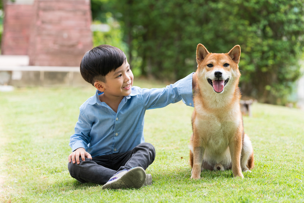 Boy Petting His Shiba Inu