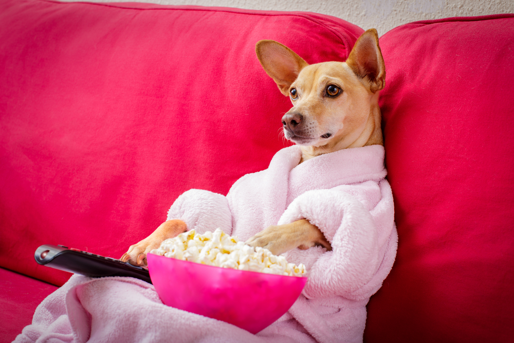 Chihuaha Dog, Watching TV and Eating Popcorn
