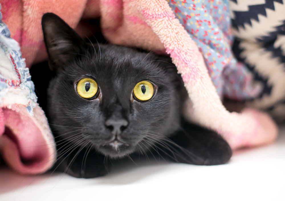 a timid black domestic shorthair cat hiding and peeking out, looking anxious