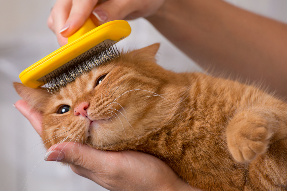 How To Pleasantly Groom A Cat (Blog # 95)