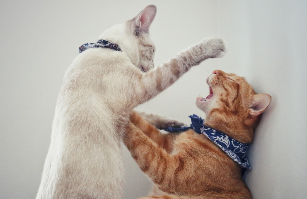 Closeup of Ginger Cat Fighting with White Cat