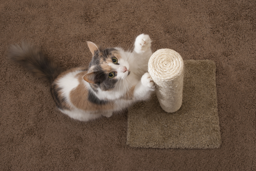 Why Exactly Does My Cat Have To Scratch on Things? (Blog #78)