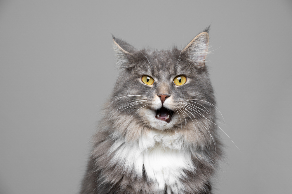 cute blue tabby making funny face, yowling