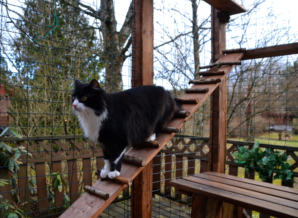 catio -- cat walking down walkway with branches for steps