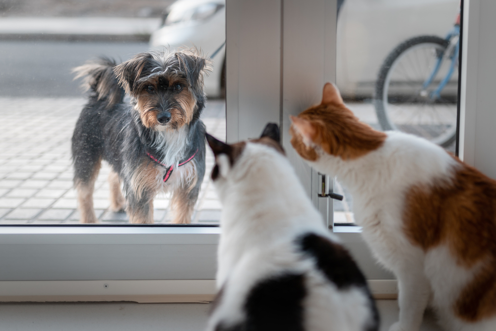 Two Cats Looking through Glass Door at Dog Outside