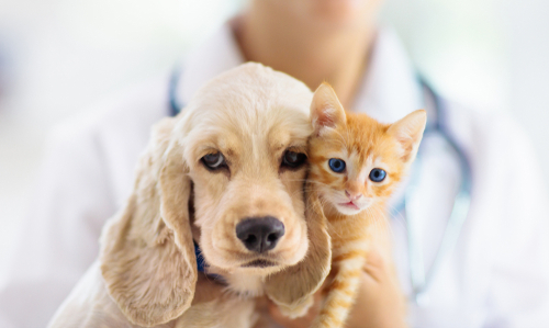 Episode #72: How Dogs vs. Cats Cope When Sick & The Signs That Indicate Cats Do or Don’t Get Along.
