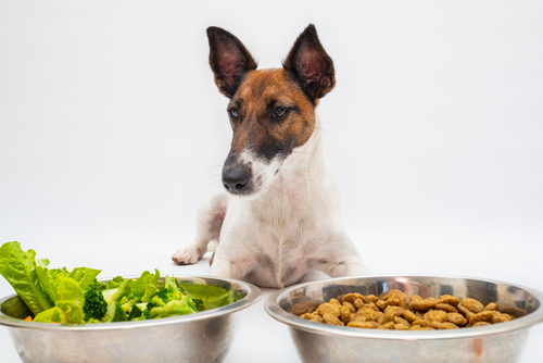 Episode #67: Add This Cancer Fighting Food to Your Dog’s Bowl & A trick for Getting a Pill into the Cat.