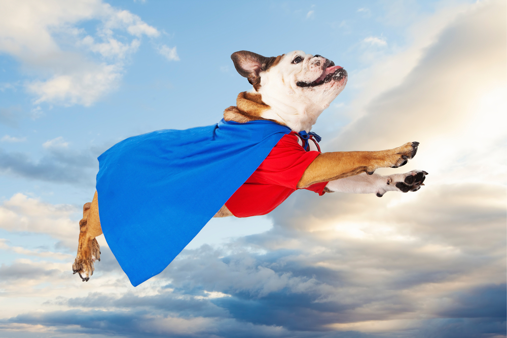 dog flying while wearing blue cape and red shirt