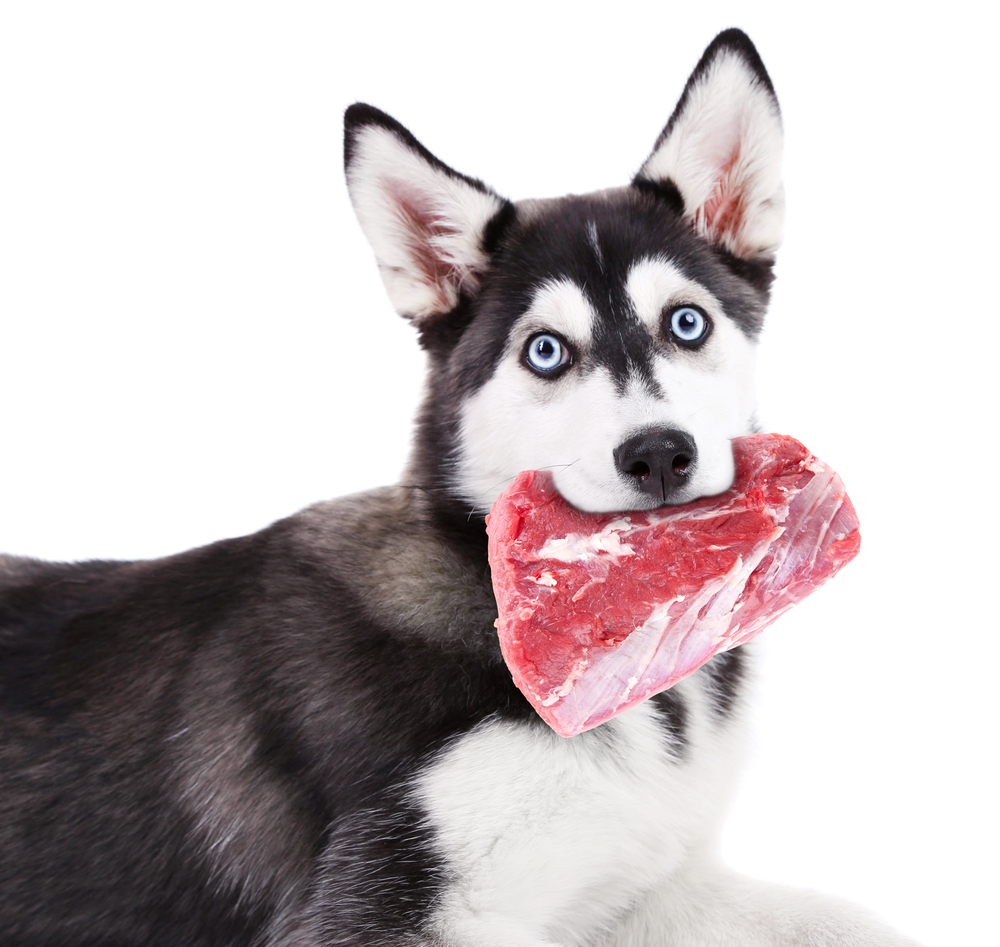 dog with large chunk of raw beef in mouth