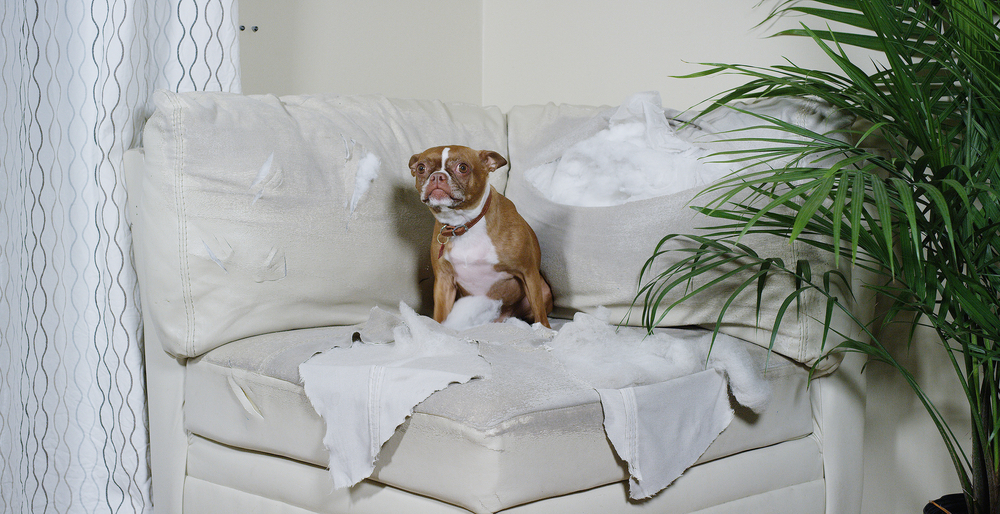 dog sitting on couch with cushions torn apart