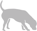 grey dog illustration