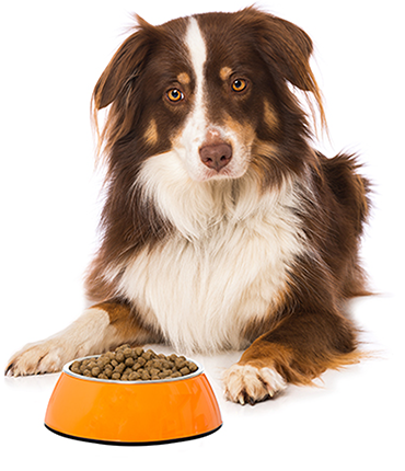 dog with bowl of kibble in front of it