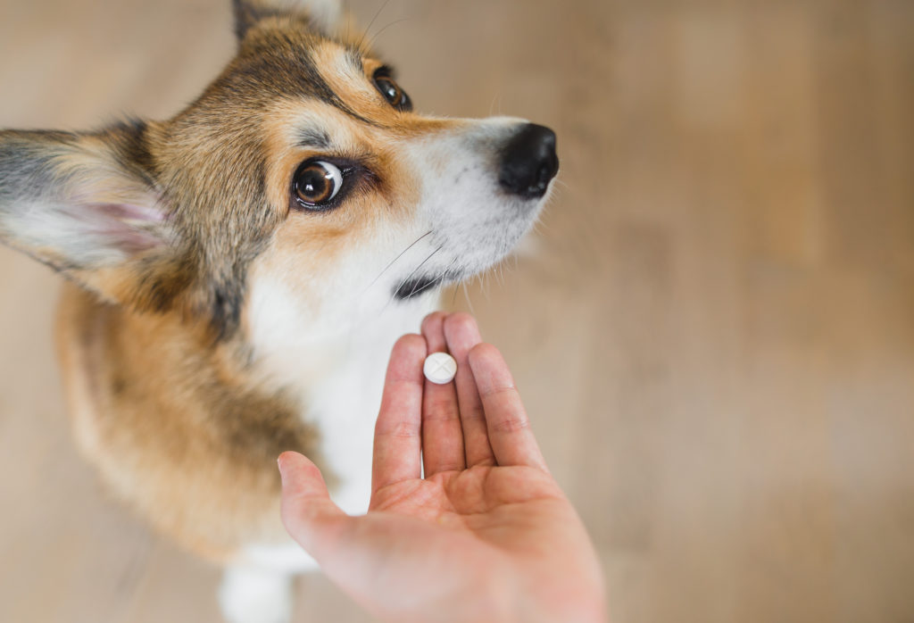 pet owner holding pill in front of dog's face