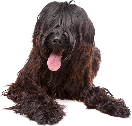 shaggy brown dog lying on floor