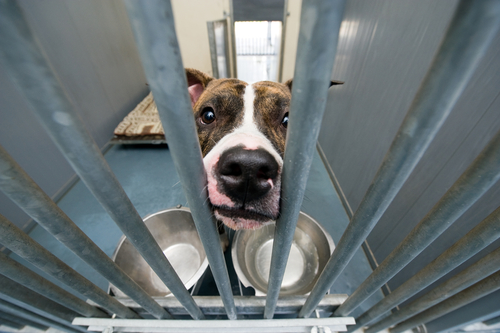 dog behind bars in shelter with two empty bowls