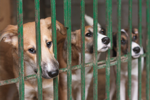 three dogs behind bars