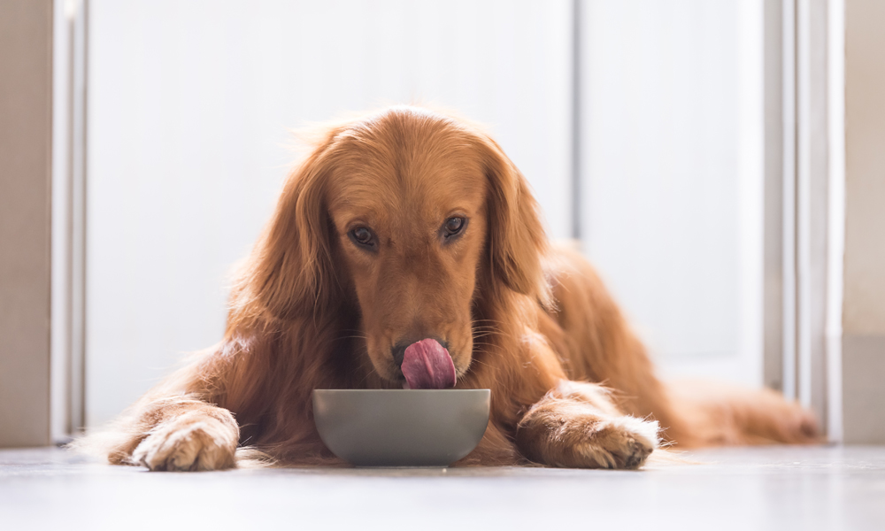 Grain-inclusive vs. grain-free dog food – What should I feed my dog?