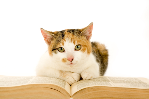 cat on an open book