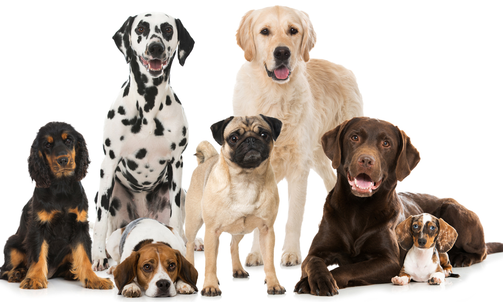 What are the 7 major dog groups? Your dog’s core traits revealed
