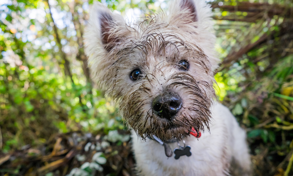 Nature dogs outlet