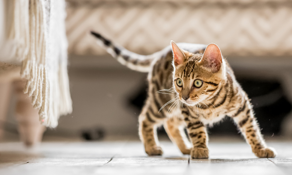 5 amazing feline abilities and how you can nurture them