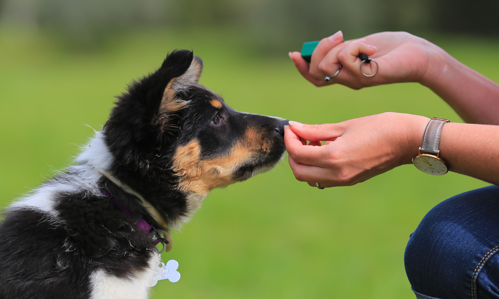 Why clicker training is worth it and 3 steps to get started with your dog