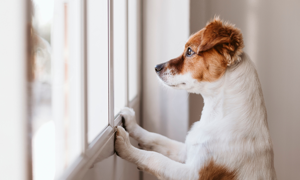 Separation anxiety and your dog: How bad is it and what can you do about it?