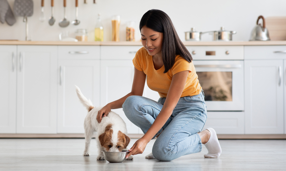 How to transition your dog to a new better brand of food (without tummy upset)