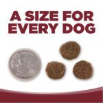 A SIZE FOR EVERY DOG