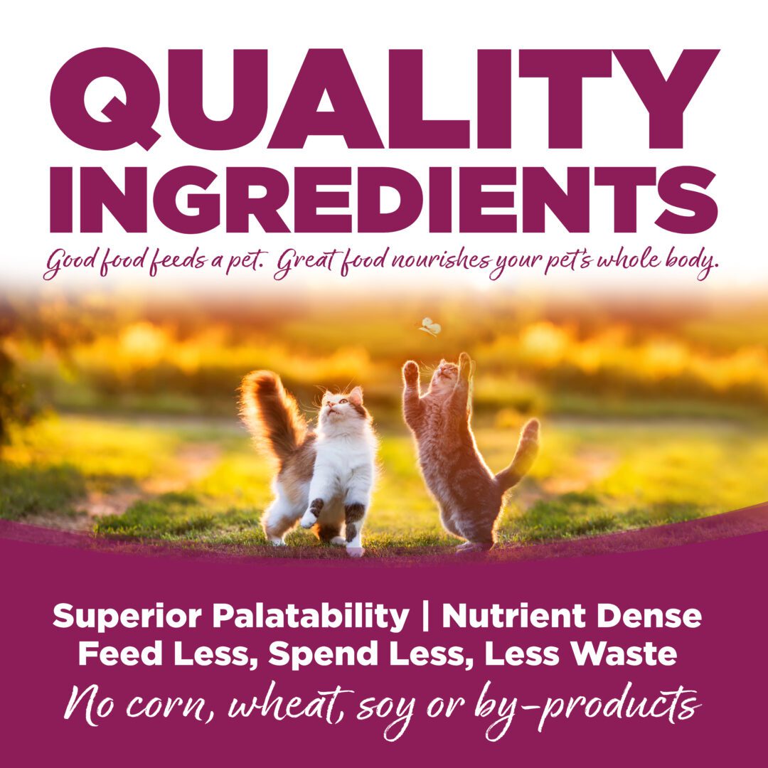Cat & Kitten Chicken & Rice | Healthy Cat Food | NutriSource Pet Foods