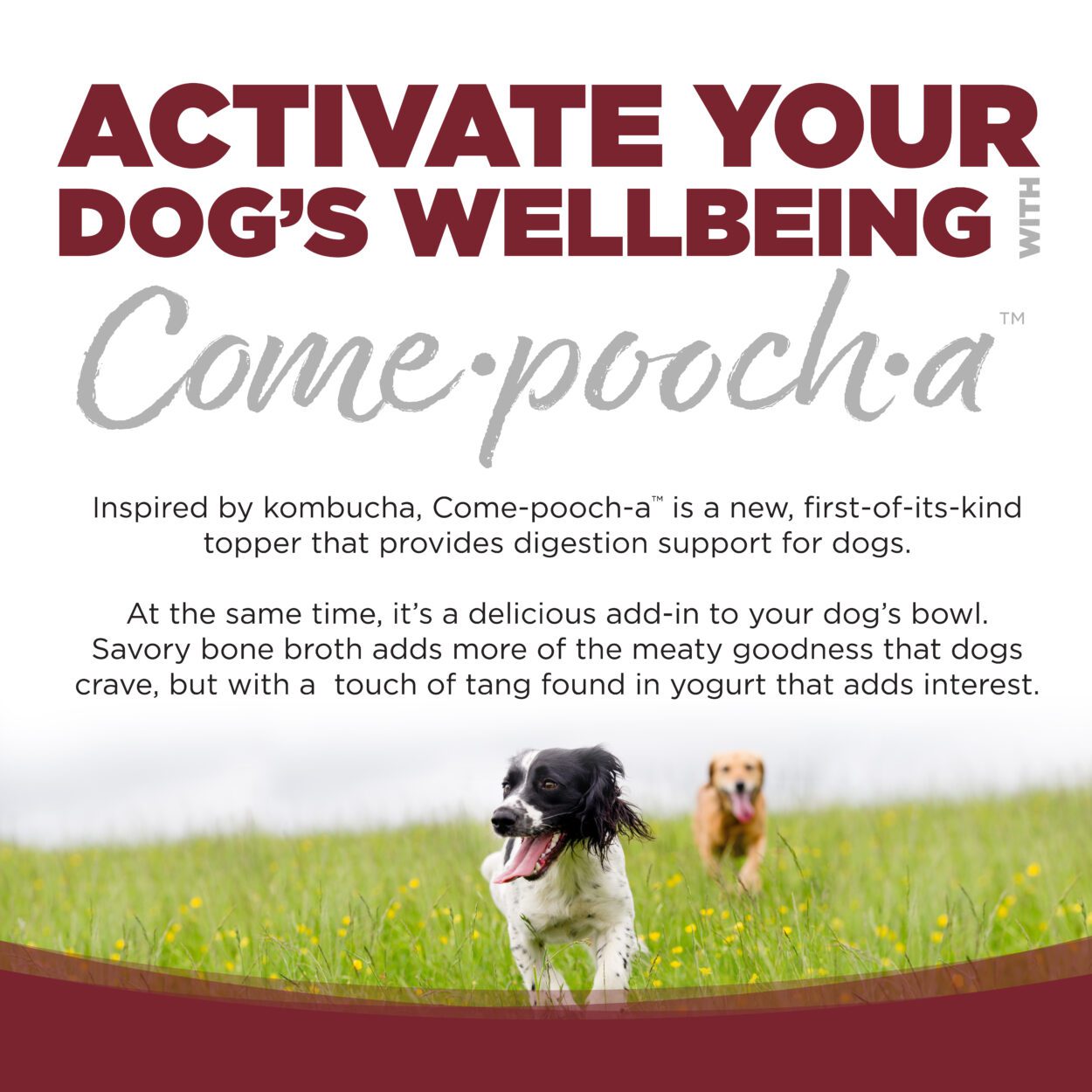 ACTIVATE YOUR DOG'S WELLBEING WITH COME-POOCH-A