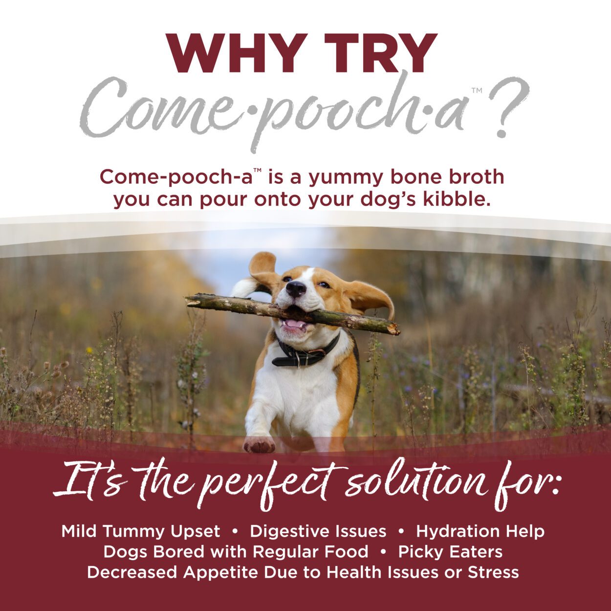 WHY TRY COME-POOCH-A?