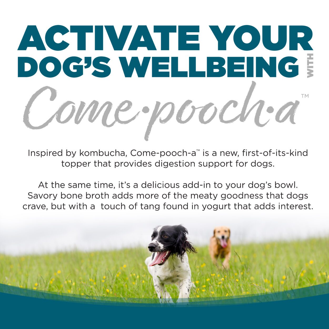 ACTIVATE YOUR DOG'S WELLBEING WITH COME-POOCH-A