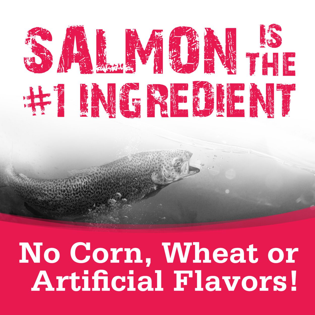 SALMON IS THE #1 INGREDIENT